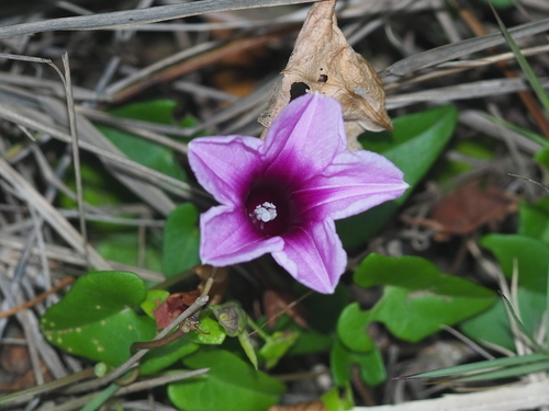 Image of Ipomoea littoralis by no rights reserved