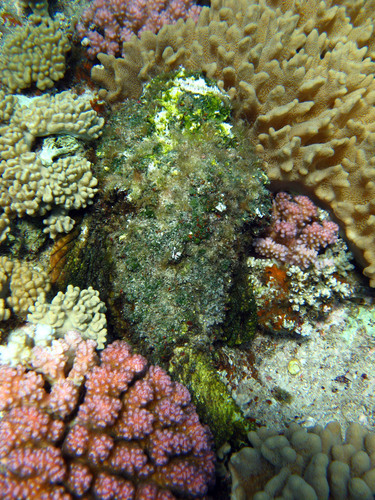 Red Sea stonefish (Synanceia nana) — Synanceiidae — 5