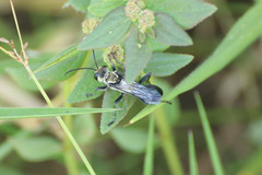 Sphex argentatissimus