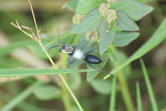 Sphex argentatissimus