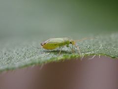 Orthotylinae
