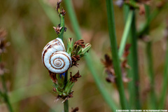Xeropicta derbentina