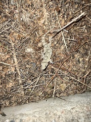 Tarentola mauritanica