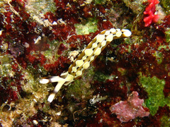 Thuridilla decorata