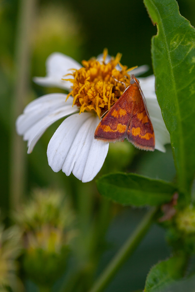 Phoenician Pyrausta Moth and Allies