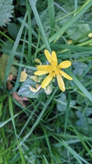 Ficaria verna