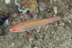 Cirrhilabrus temminckii