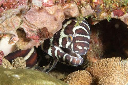 Zebra Moray