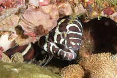 Zebra Moray photo 4