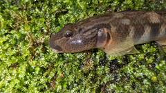 Rhinogobius gigas