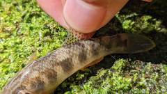 Rhinogobius gigas