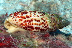 Mitra papalis