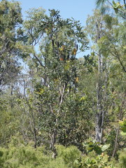 Banksia dentata