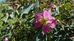 Rosa glauca
