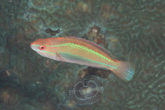 Cirrhilabrus temminckii