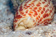Mitra papalis