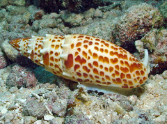 Mitra papalis