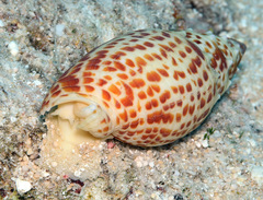 Mitra papalis