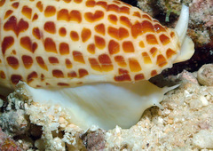 Mitra papalis