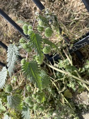 Urtica pilulifera