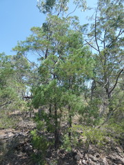 Callitris columellaris