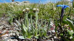 Antennaria carpatica