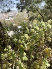 Urtica pilulifera