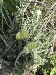 Helichrysum stoechas