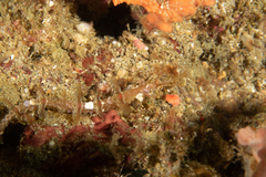 Halicampus macrorhynchus