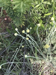 Helichrysum stoechas