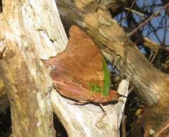 Charaxes candiope