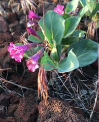 Cycladenia humilis