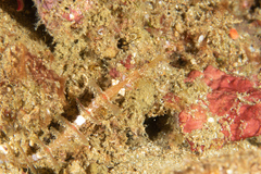 Halicampus macrorhynchus