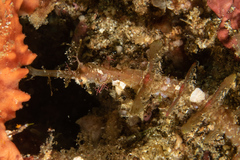 Halicampus macrorhynchus