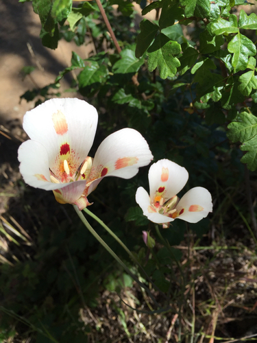 iNaturalist observation photo of Butterfly Mariposa Lily