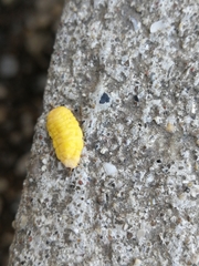 Marchalina hellenica