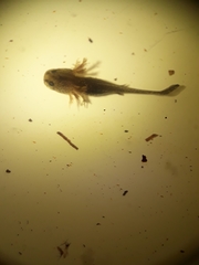 Ambystoma opacum