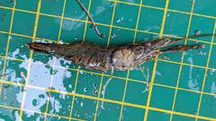 Macrobrachium nipponense