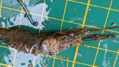 Macrobrachium nipponense