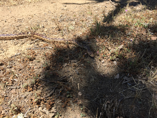 iNaturalist observation photo of Pacific Gopher Snake