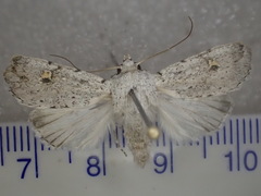 Proteuxoa sarcomorpha