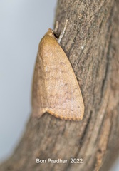 Maurilia