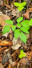 Thaspium chapmanii
