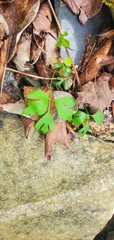 Thaspium chapmanii