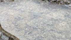 Opsariichthys pachycephalus