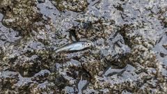 Opsariichthys pachycephalus