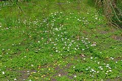 Anemonoides nemorosa