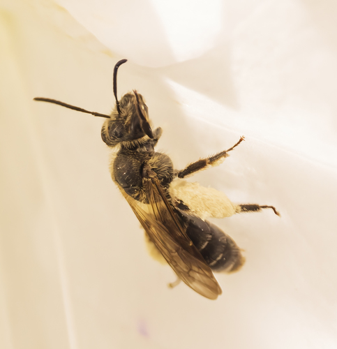 Azalea Mining Bee photo 4