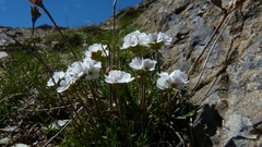Androsace adfinis brigantiaca