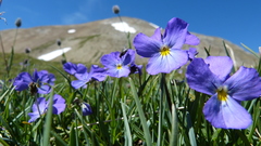 Viola calcarata